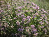 Phlomis herbe au vent