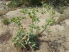 Panicaut champêtre
