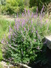 Salicaire officinale