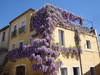 Glycine