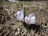 Crocus à fleurs blanches