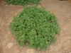 Pelargonium odorant