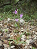 Céphalanthère rouge