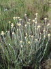 Immortelle (Hélichrysum d'Italie)