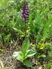 Orchis pourpre