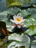 Nénuphar blanc