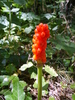 Arum d'Italie