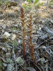 Orobanche crénelée