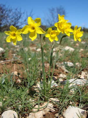 La Petite jonquille (Narcissus juncifolius)