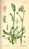 Cardamine des prés