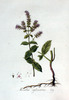 Menthe sylvestre