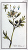 Nigelle cultivée