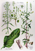 Le Sisymbre officinal, Sisymbrium officinale