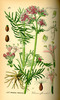 Valériane officinale