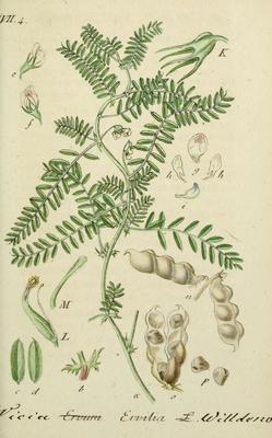 L'Ers (Vicia ervilia)