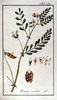 L'Ers, Vicia ervilia