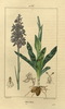 Orchis mâle