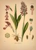 Orchis militaire