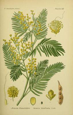 Le Mimosa (Acacia dealbata)