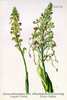 Orchis bouc