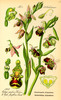 Ophrys abeille