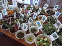 Exposition de plantes comestibles Exposition de plantes comestibles