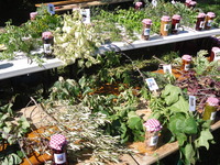Exposition de plantes comestibles Exposition de plantes comestibles