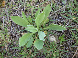 Brocoli sauvage