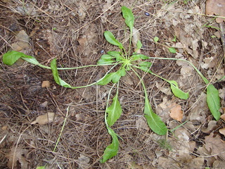 Campanule raiponce