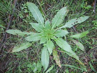 Onagre bisannuelle