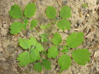 Chélidoine