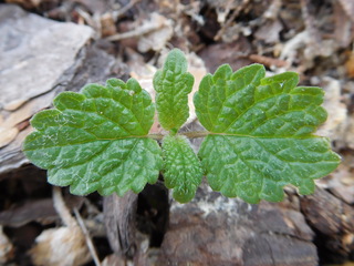 Mélisse officinale
