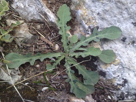 Salade sauvage