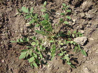Coquelicot